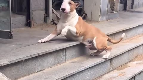 I saw this dog on the street and didn't know what he was doing.