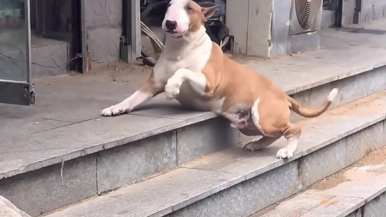 I saw this dog on the street and didn't know what he was doing.