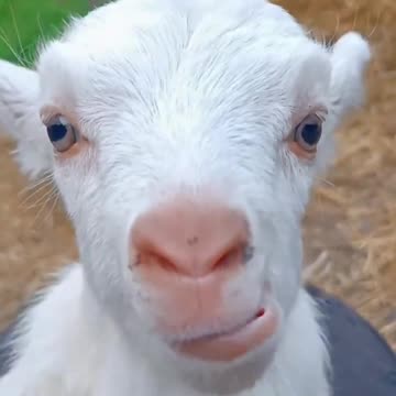 goat's kid sound #shorts #viral #animals #petlover #animalsounds #shortsvideo #ytshorts #viralvideo