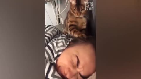 These Funny Pets Will Put A Smile On Your Face Pets Town