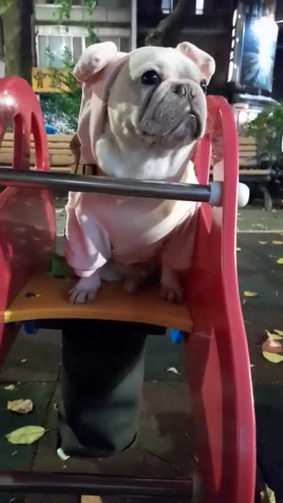 Funny and Very Cute French Bulldog Love to Play Swing