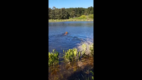 Rhodesian Ridgeback Mr Brown Really LOVES Swimming