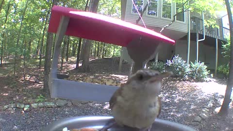 Cutest Carolina wren video of all time