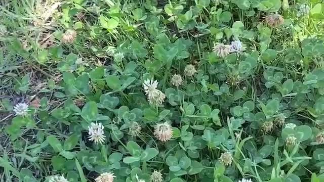 Little white flowers competing to open