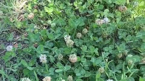 Little white flowers competing to open