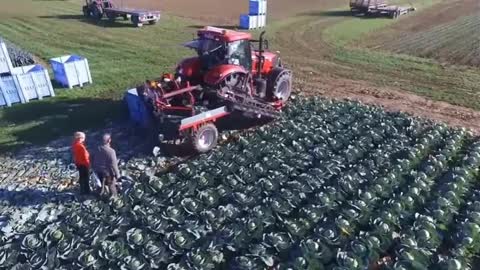 new modern agriculture equipment, automatic cabage harvest machine, amazing agriculture technology