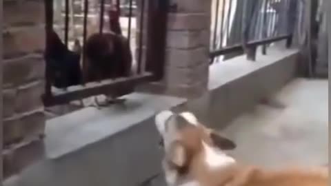 Dog vs Chicken Fight #4