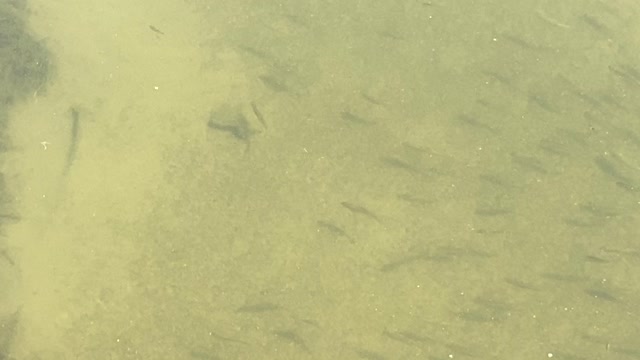 Minnows of the Humber River 17