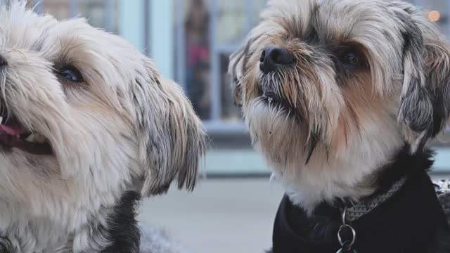 close-up-video-of-dog