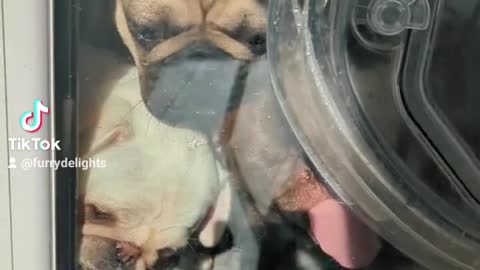 These dogs