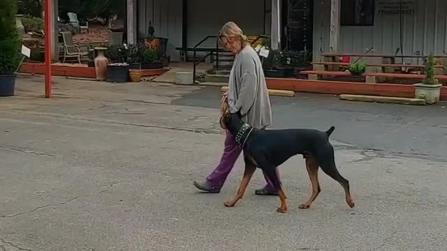 All I want is for my Doberman to be trained by Mr.Cigar. Two days of training.