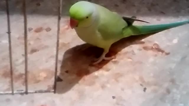 Parrot is playing with different (mukhtalif) toys(mithu khailono k sath khail raha ha)