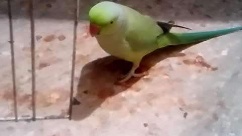 Parrot is playing with different (mukhtalif) toys(mithu khailono k sath khail raha ha)