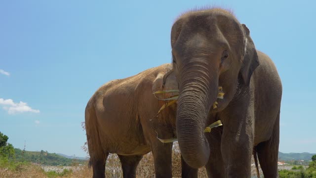 Elephants eating.