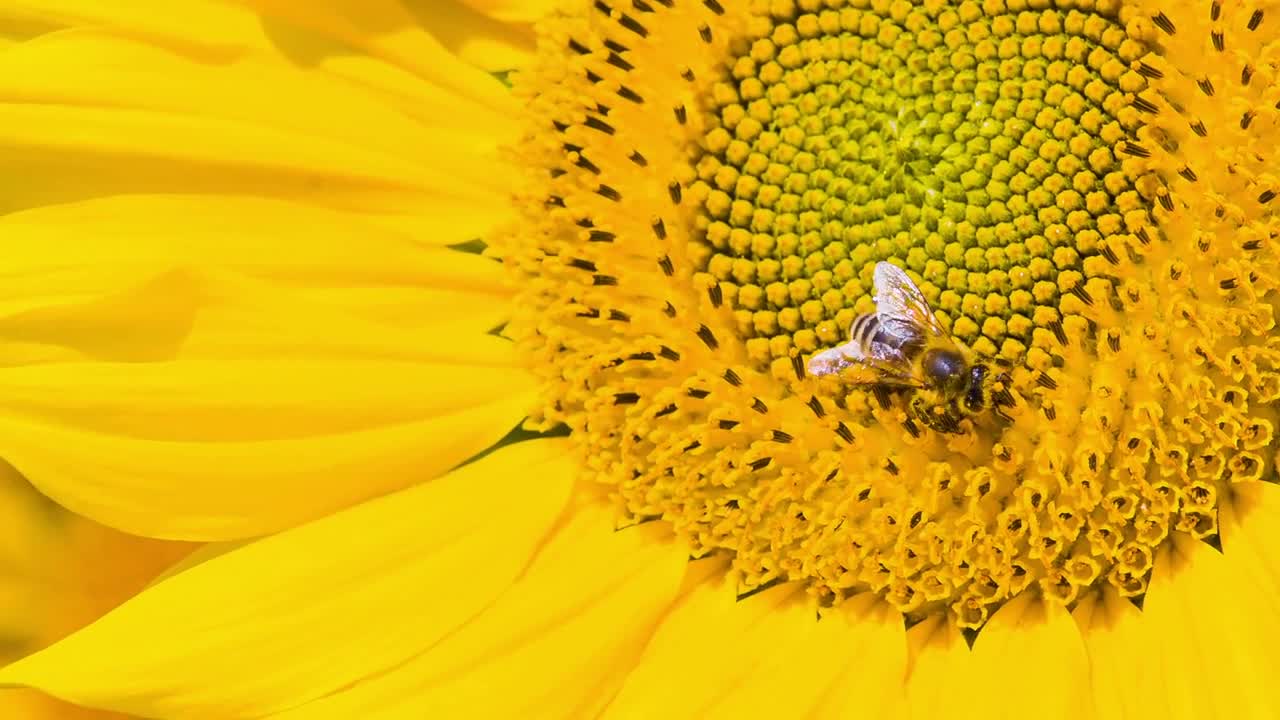 Bee harvesting honey from a sunflower. Close up of bee on rich sunflower picking honey