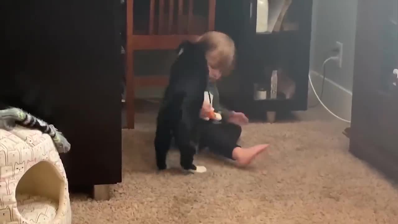 Funny Baby and Cats Playing Together