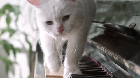 A Cat Walking Over The Piano Keyboard-