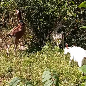 Our new addition to Flock it Farm