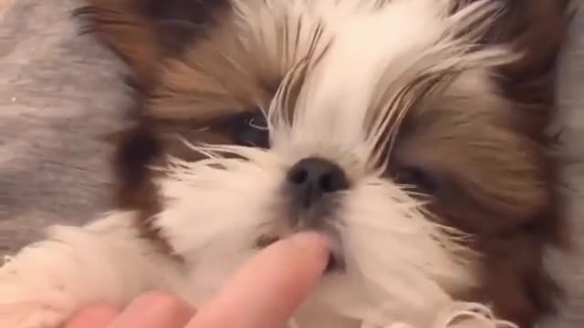 The master's hand cannot bite it
