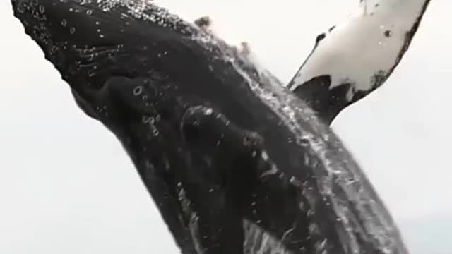 amazing Dolphin Fish Jump in Sea