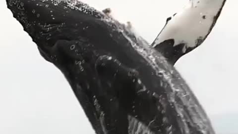 amazing Dolphin Fish Jump in Sea