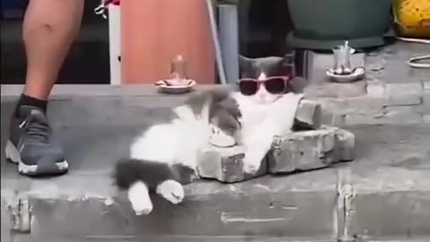 Funniest Cat Video