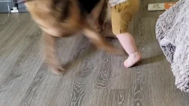 #funny #funnyvideos #pets #dog #pet #animal #cats #animals #dogs #catsoftiktok #cat #🤣🤣🤣