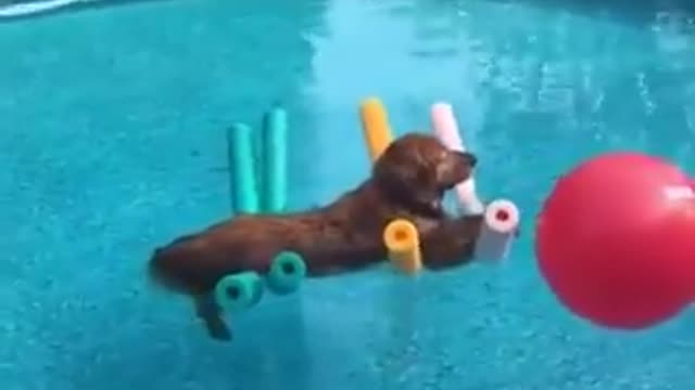 Dog Floating On Noodles