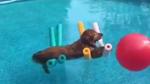 Dog Floating On Noodles