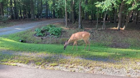 Moose and Bear Love Neighborhood Deer