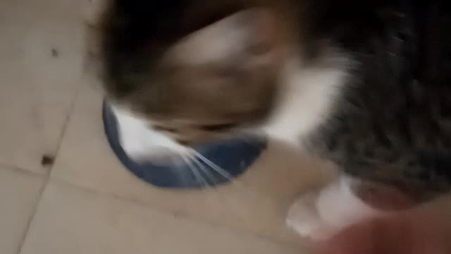 Catsprefertoplayortoeat