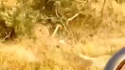 Lions who Climbing the tree. Nature is the best teacher ever.