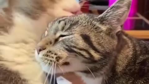 Funny angry Cats comp