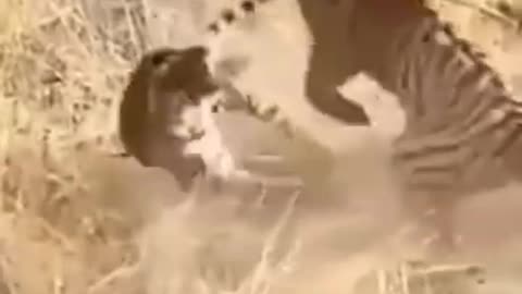 Tiger vs Tiger Big Fight