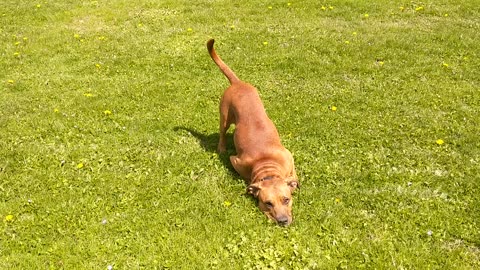 There's nothing like freshly cut grass