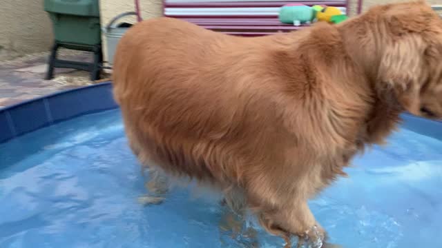 My VERY pregnant Golden Retriever goes for a “swim”