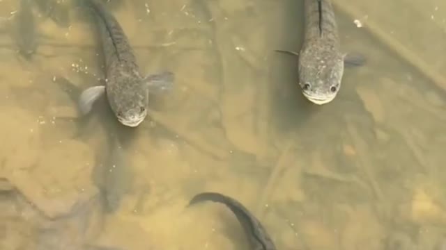 River Water Cork Fish In My Village