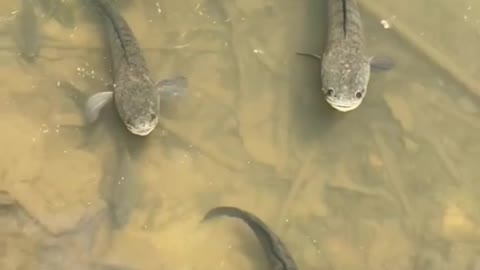 River Water Cork Fish In My Village