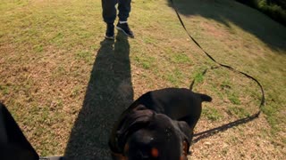 Max plays at the Presidio