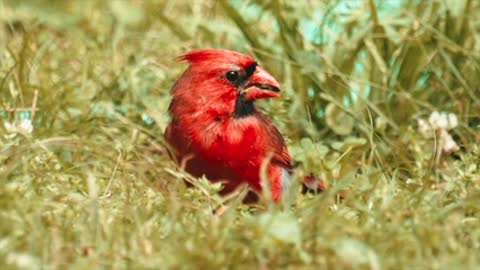 Red Bird