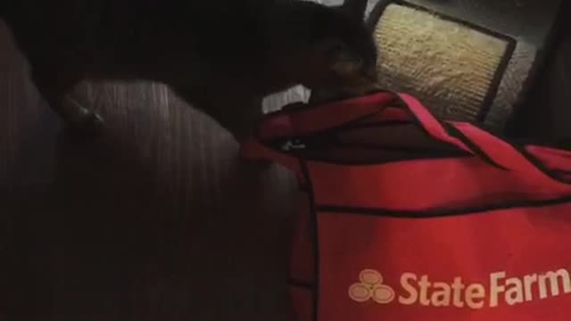 Cat falls in red bag