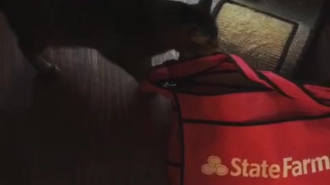 Cat falls in red bag