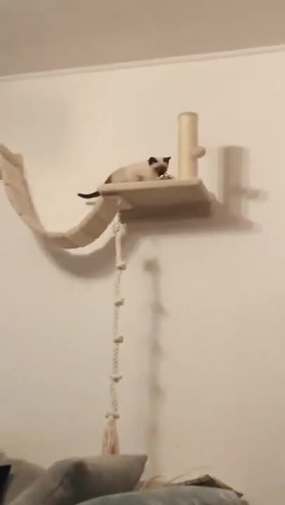 cute and funny cats ....to make you laugh ....for the fountain of youth and joy so smile