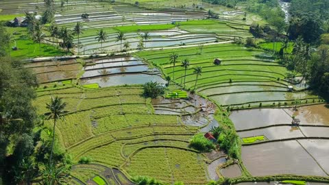 Rice bed