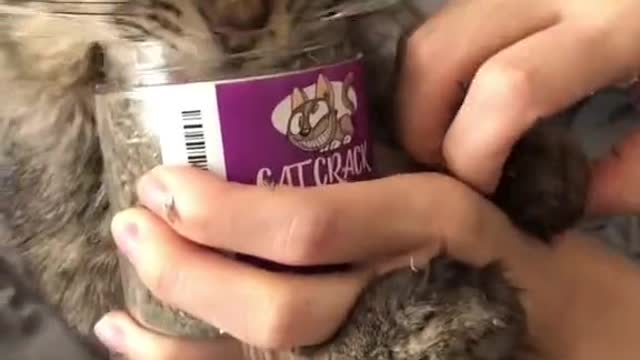 Most Cat Funny Video 2 0 2 1