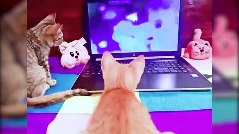 Kittens watch Tom & Jerry very seriously!