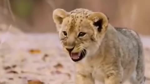 Baby Lion Video