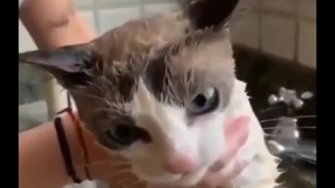 OMG! My Cat SHE IS SINGING | viral Singing cat 🐱