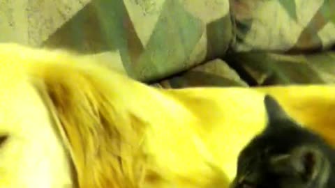 Kitten Gives Puppy a Massage! Major Cuteness Ensues