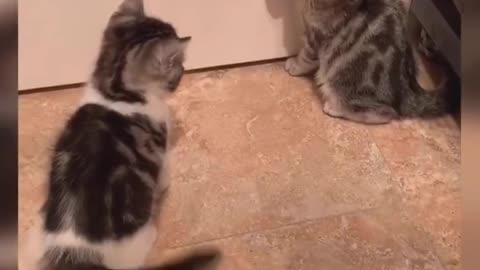 2 cute kittens fighting